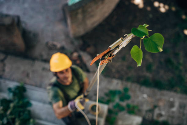 Best Utility Line Clearance  in Pasadena, CA